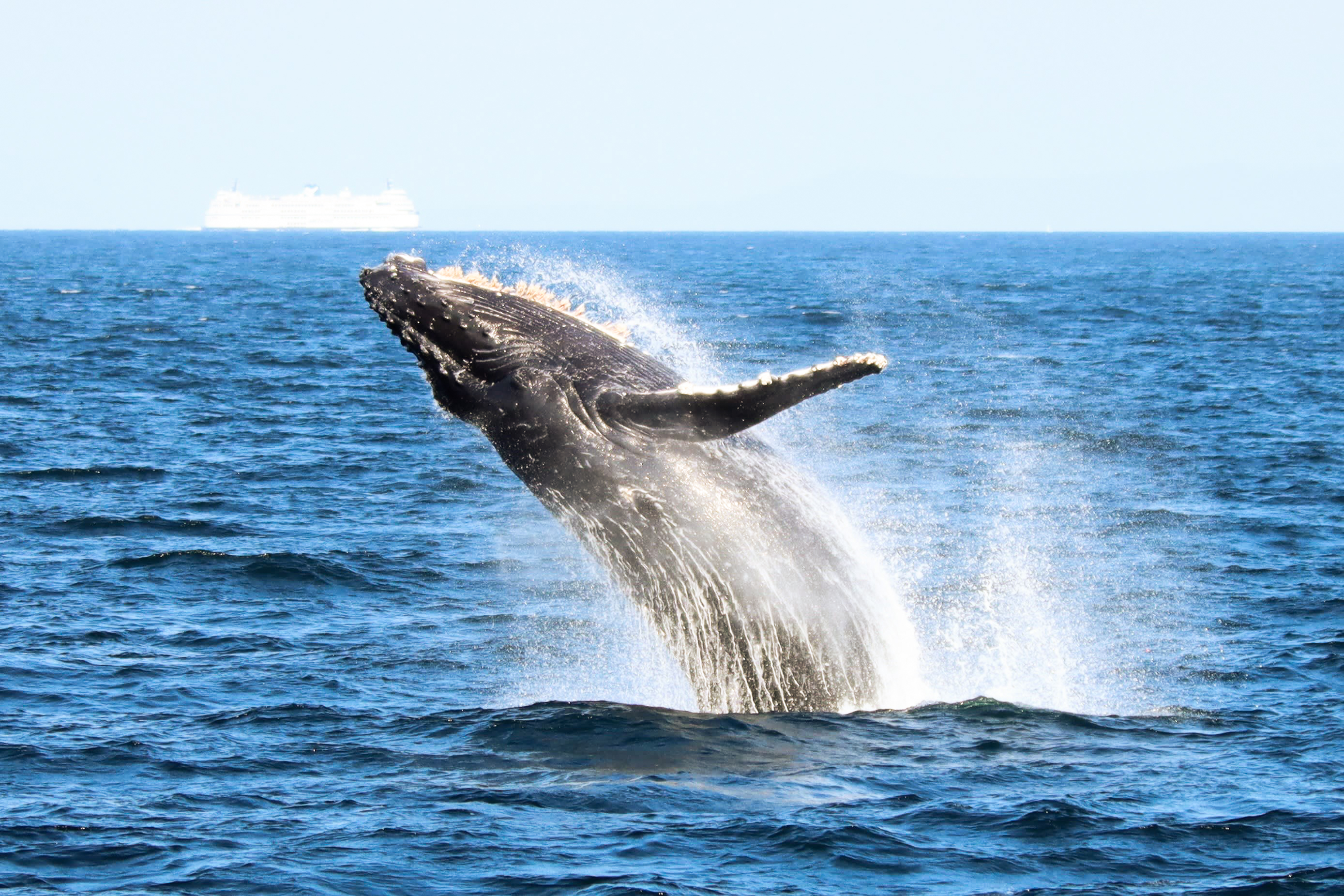 The Prince of Whales Whale watching tour.