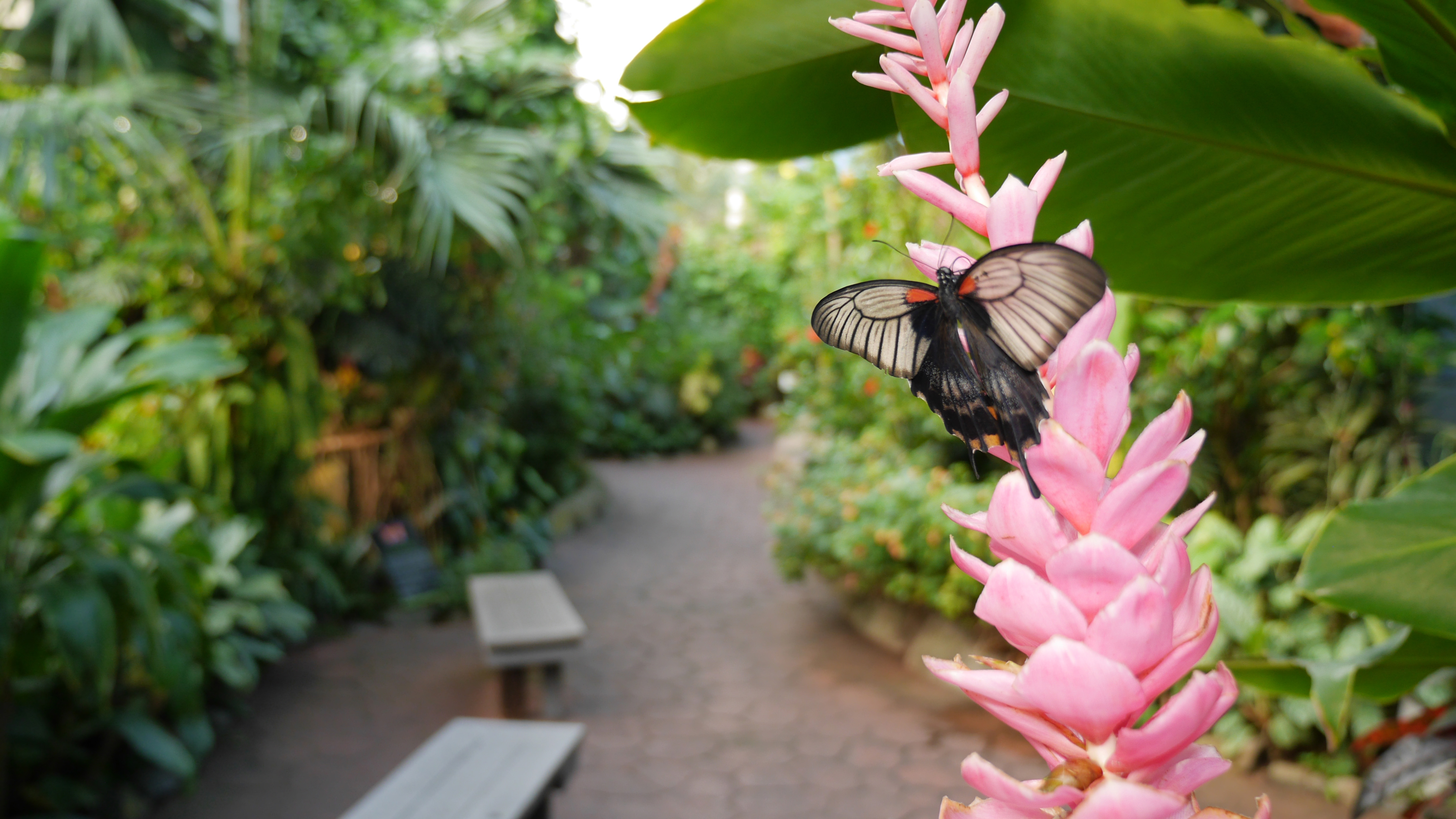 The Butterfly Gardens.