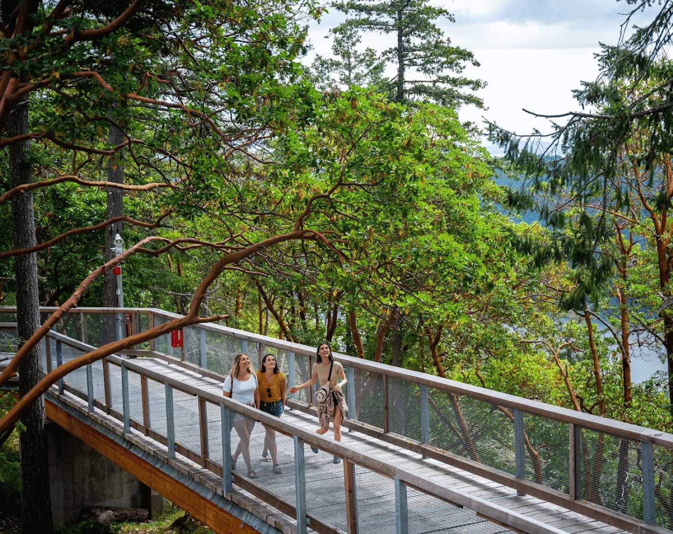 TreeWalk Elevated BoardWalk at Malahat SkyWalk