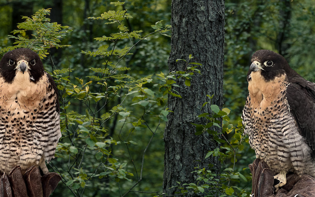 Look up. Listen in. Let the season take flight.